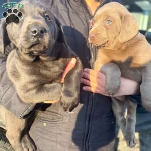 Sarah, Charcoal Labrador Retriever Puppy