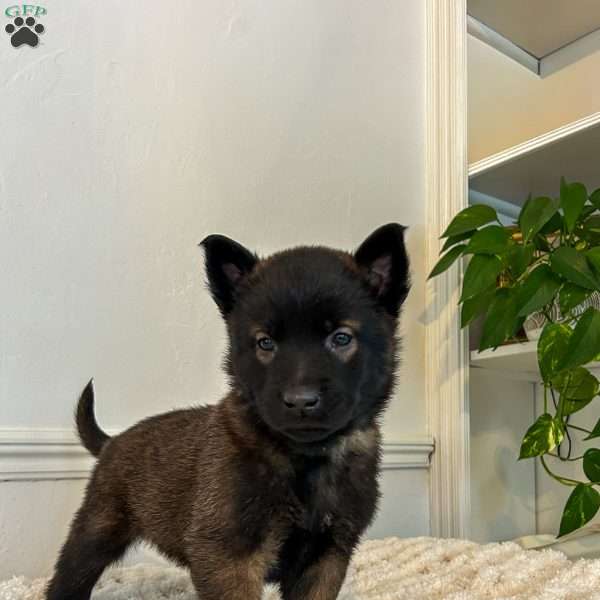 Drexel, Belgian Malinois Puppy