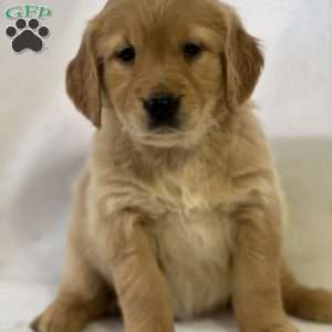 Sally, Golden Retriever Puppy