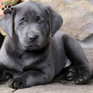 Bruce, Charcoal Labrador Retriever Puppy