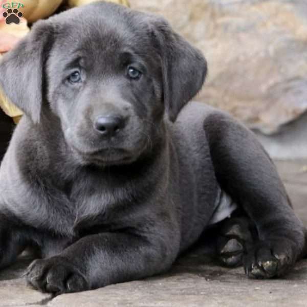 Bruce, Charcoal Labrador Retriever Puppy