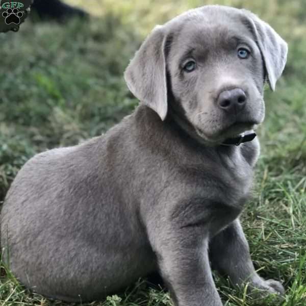 Sarah, Charcoal Labrador Retriever Puppy