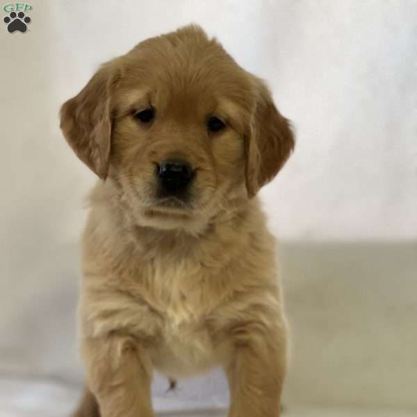 Sally, Golden Retriever Puppy