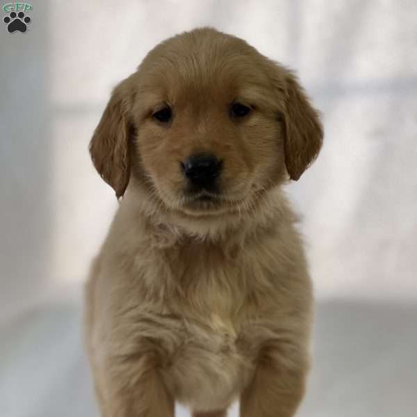 Sylvia, Golden Retriever Puppy