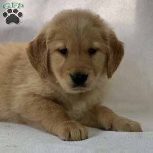 Sarah, Golden Retriever Puppy