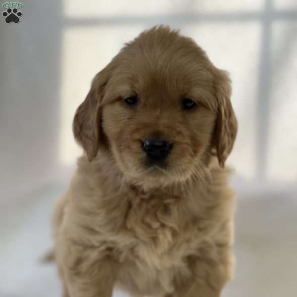 Susan, Golden Retriever Puppy