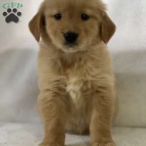 Salome, Golden Retriever Puppy