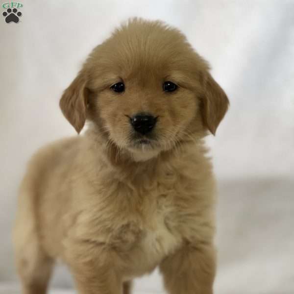 Salome, Golden Retriever Puppy