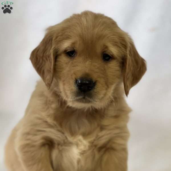 Sam, Golden Retriever Puppy