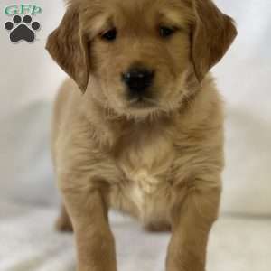Sam, Golden Retriever Puppy