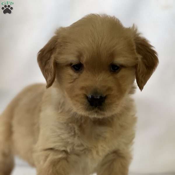 Sylvan, Golden Retriever Puppy