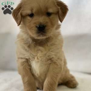 Sylvan, Golden Retriever Puppy