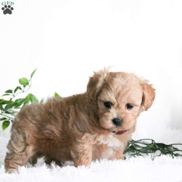 Chloe, Maltipoo Puppy