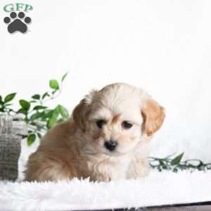 Cosmo, Maltipoo Puppy