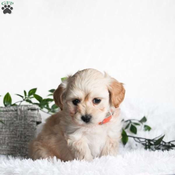 Cosmo, Maltipoo Puppy