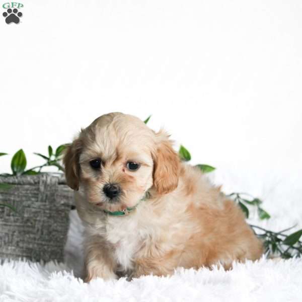 Cammi, Maltipoo Puppy