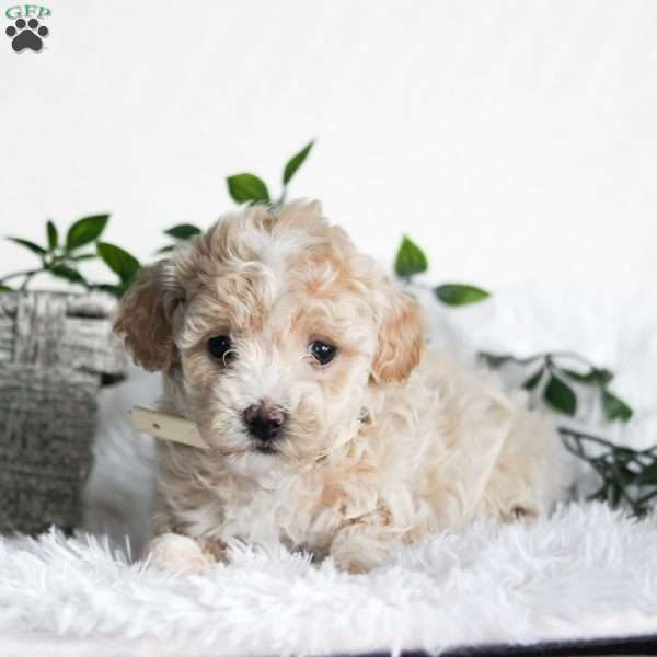 Angel, Maltipoo Puppy