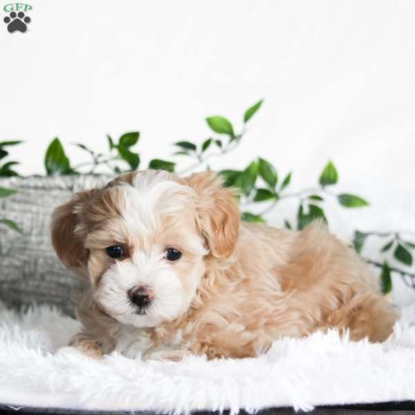 Apricot., Maltipoo Puppy