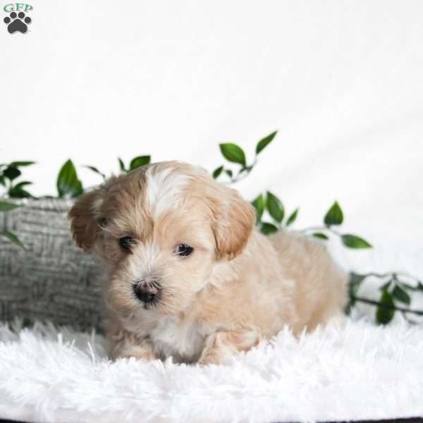 Alfie, Maltipoo Puppy