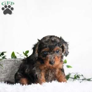 Bella, Cavapoo Puppy