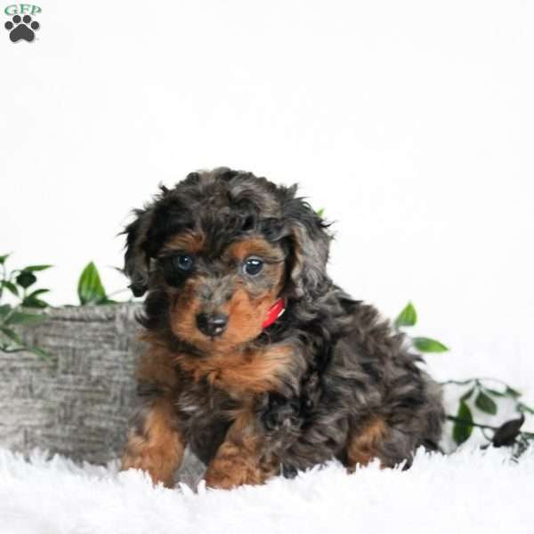Bella, Cavapoo Puppy