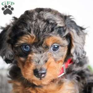 Bella, Cavapoo Puppy