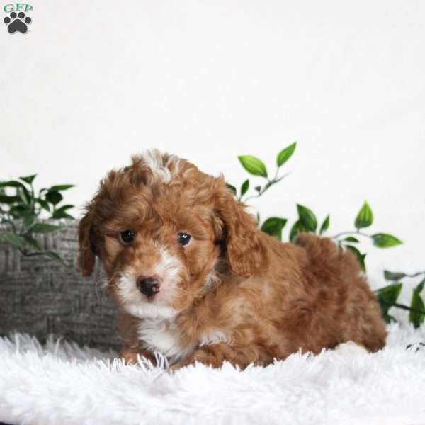 Bingo, Cavapoo Puppy