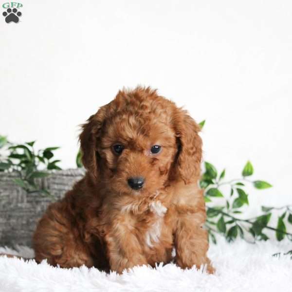 Barton, Cavapoo Puppy