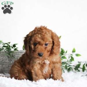 Benji, Cavapoo Puppy