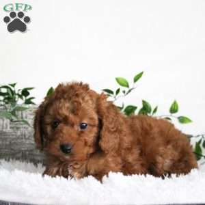 Barton, Cavapoo Puppy