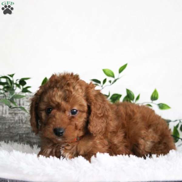 Benji, Cavapoo Puppy