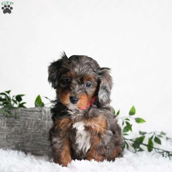 Becky, Cavapoo Puppy