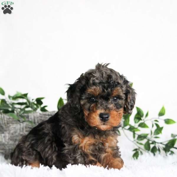 Biscuit, Cavapoo Puppy