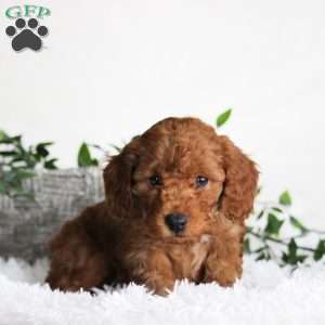 Bimbo, Cavapoo Puppy