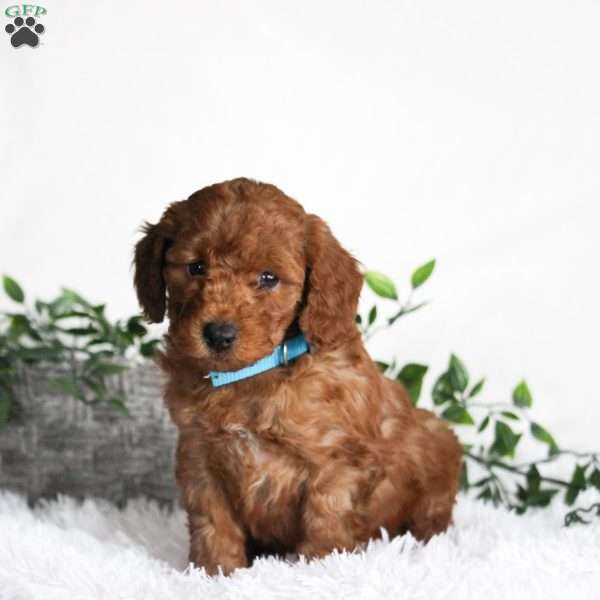 Bimbo, Cavapoo Puppy