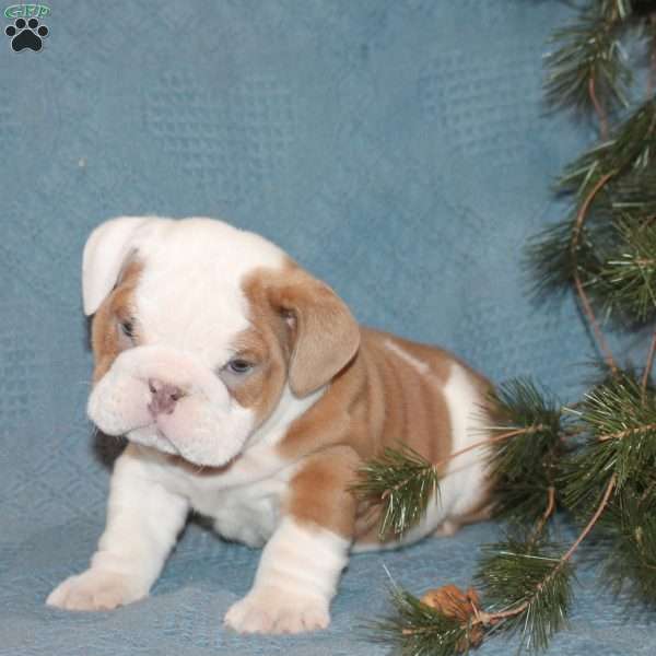 Tobias, English Bulldog Puppy