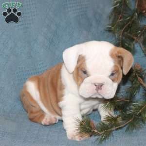 Tobias, English Bulldog Puppy