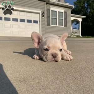 Rocco, French Bulldog Puppy