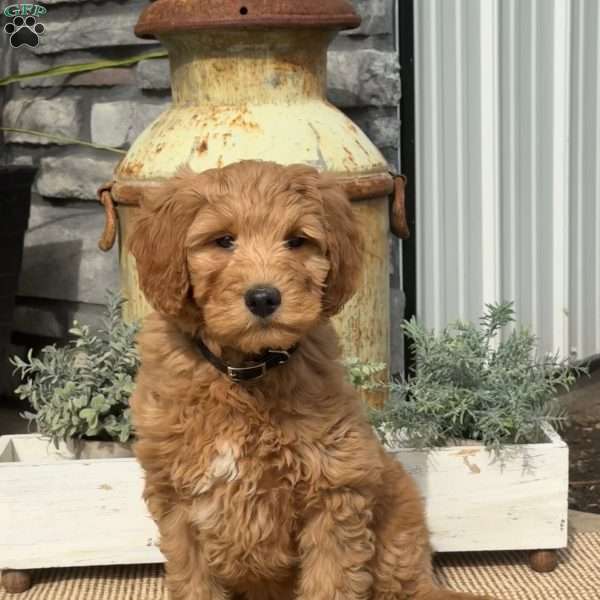 Lucy, Goldendoodle Puppy