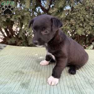 Teddy, Toy Poodle Mix Puppy