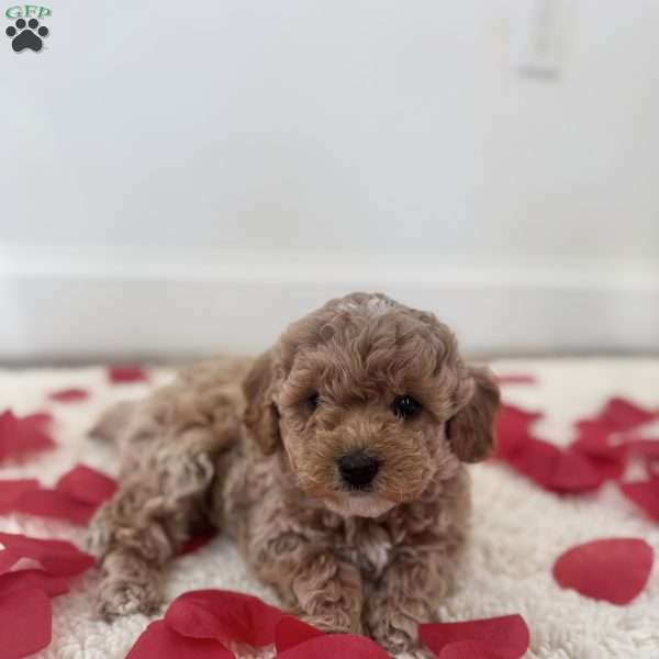 Biscuit, Miniature Poodle Puppy