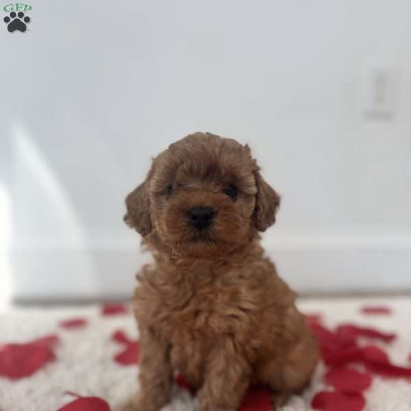 Cuddles, Miniature Poodle Puppy