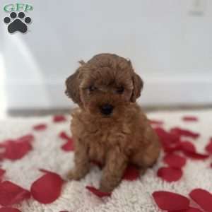 Cuddles, Miniature Poodle Puppy