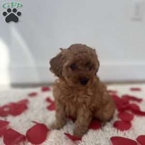 Cuddles, Miniature Poodle Puppy