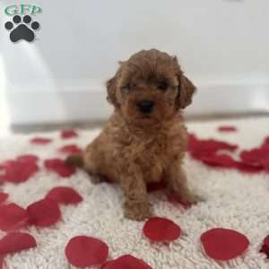 Cuddles, Miniature Poodle Puppy