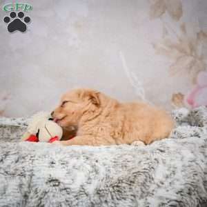 Hugo, Chihuahua Puppy