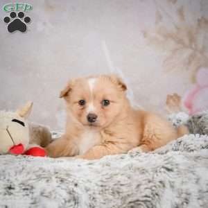 Hugo, Chihuahua Puppy