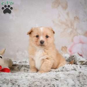 Hugo, Chihuahua Puppy