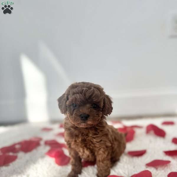Rosie, Miniature Poodle Puppy