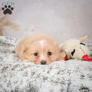 Hugo, Chihuahua Puppy